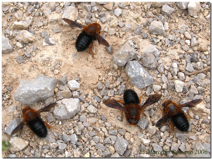 Meloe proscarabaeus e Meloe erythrocnemus